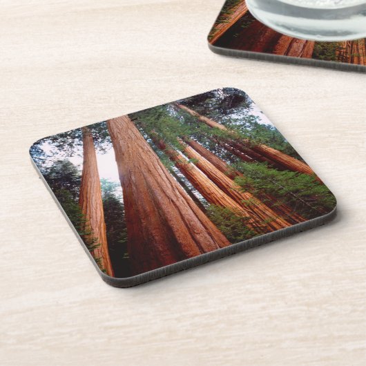 セコイア·セコイアの古木 コースター (左側)