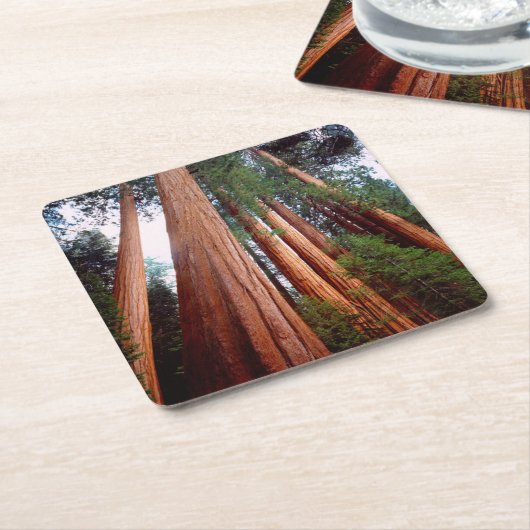 セコイア·セコイアの古木 スクエアペーパーコースター (アングル)