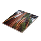 セコイア·セコイアの古木 タイル (側面)