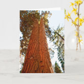 セコイア・ツリーズ・ヨセミテ カード (黄色い花)