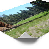 セコイア ポスター (角)