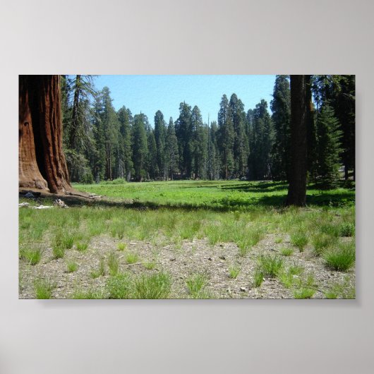 セコイア ポスター (正面)