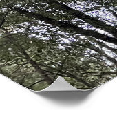 セコイア ポスター (角)