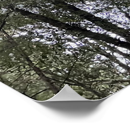 セコイア ポスター (角)