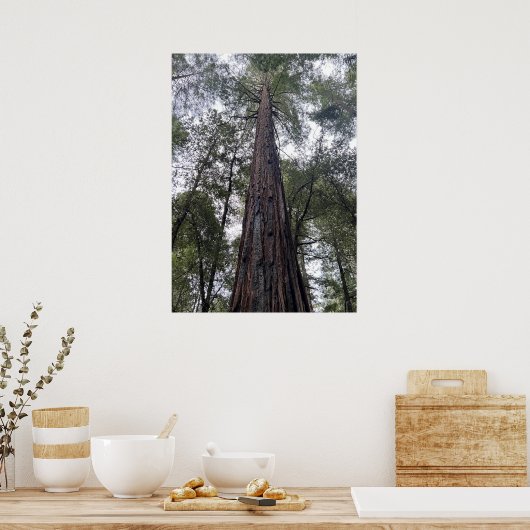 セコイア ポスター (キッチン)
