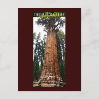 セコイアNAT'L PARK-California-General Sherman ポストカード