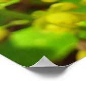 セコイチョウとヤナギ ポスター (角)