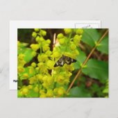 セコイチョウとヤナギ ポストカード (正面/裏面)