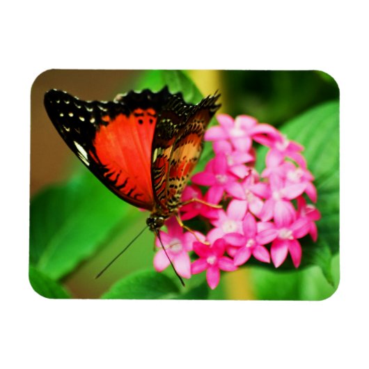 セソシアビブリスプレミアム磁石 マグネット (横)