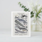 セタケス ポストカード (スタンド正面)