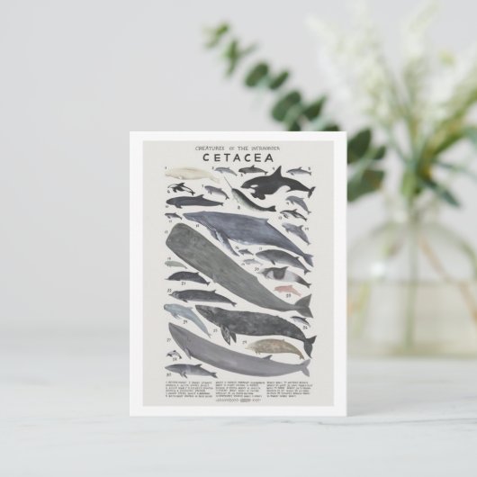 セタケス ポストカード (スタンド正面)