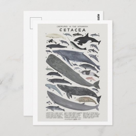 セタケス ポストカード (正面/裏面)