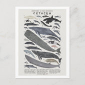 セタケス ポストカード (正面)