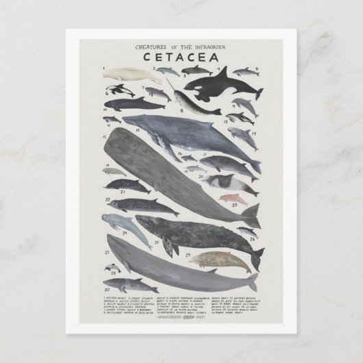 セタケス ポストカード (正面)