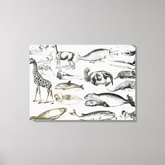 セタチェエデンタ キャンバスプリント (正面)