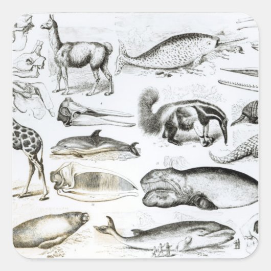 セタチェエデンタ スクエアシール (正面)