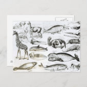 セタチェエデンタ ポストカード (正面/裏面)