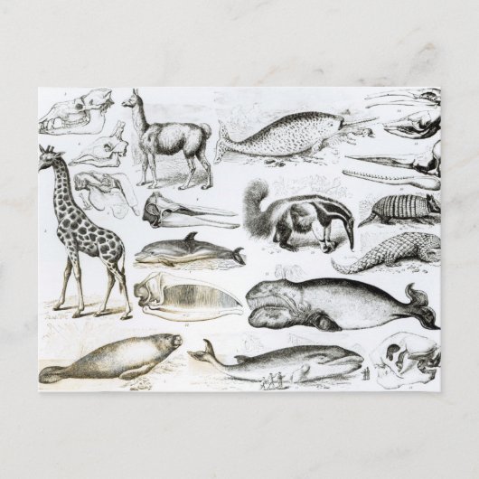 セタチェエデンタ ポストカード (正面)