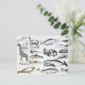 セタチェエデンタ ポストカード (スタンド正面)