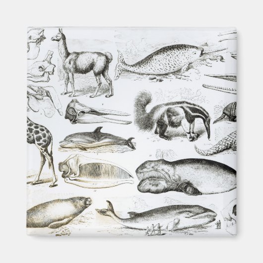 セタチェエデンタ マグネット (正面)