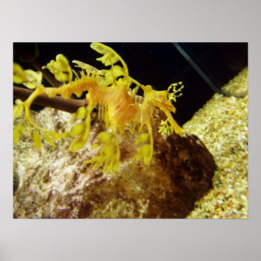 セダゴン ポスター (正面)