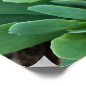 セダムのみ ポスター (角)