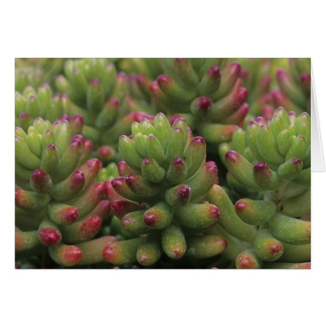 セダムの植物、アリゾナ・ソノラ砂漠博物館、 (正面横)