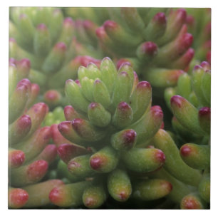 セダムの植物、アリゾナ・ソノラ砂漠博物館、 タイル