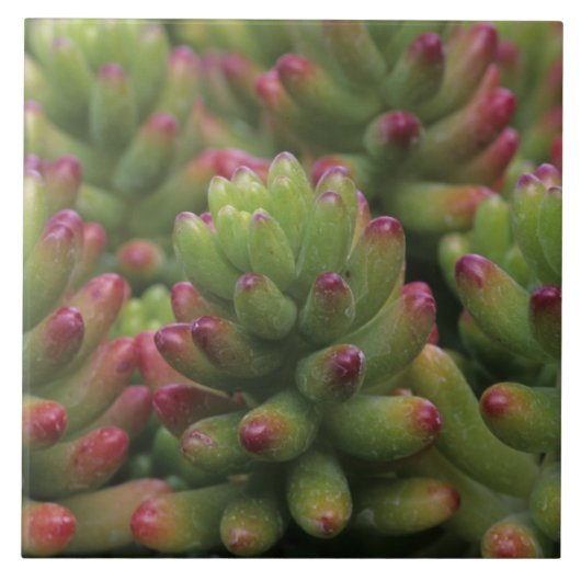 セダムの植物、アリゾナ・ソノラ砂漠博物館、 タイル (正面)