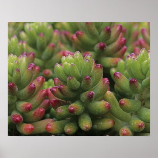 セダムの植物、アリゾナ・ソノラ砂漠博物館、 ポスター (正面)