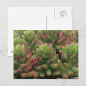 セダムの植物、アリゾナ・ソノラ砂漠博物館、 ポストカード (正面/裏面)
