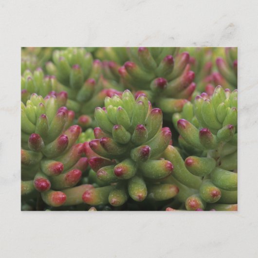 セダムの植物、アリゾナ・ソノラ砂漠博物館、 ポストカード (正面)