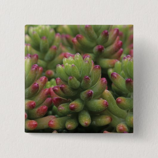 セダムの植物、アリゾナ・ソノラ砂漠博物館、 缶バッジ (正面)