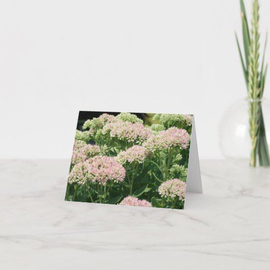 セダムの花の写真 ノートカード (正面)