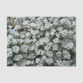 セダムスポツリフォリウムストネクロップフローラ 薄葉紙 (正面)