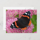 セダム提督(秋の喜び) ポストカード (正面/裏面)