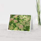 セダム秋の喜び カード (裏面)