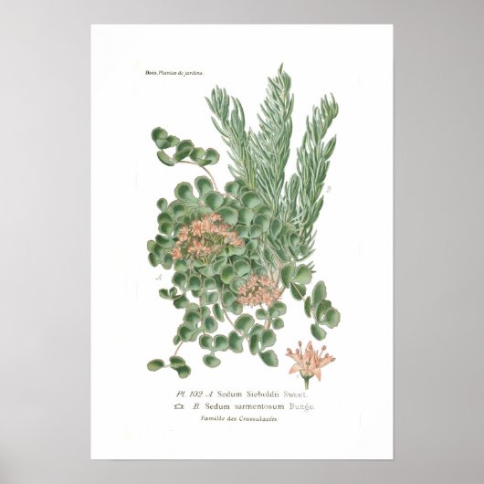 セダム種 ポスター (正面)
