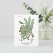 セダム種 ポストカード (スタンド正面)