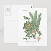 セダム種 ポストカード (正面/裏面)