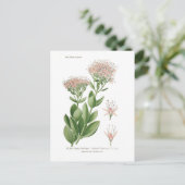 セダム・ファバリウム ポストカード (スタンド正面)