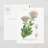 セダム・ファバリウム ポストカード (正面/裏面)