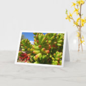 セダム ルブロティンクトゥム、 多肉植物 ジェリービーン プラント カード (黄色い花)