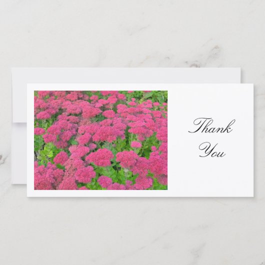 セダム（秋の喜び） – ありがとう サンキューカード (正面)