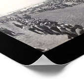 セダリアMO牛の写真1911 ポスター (角)