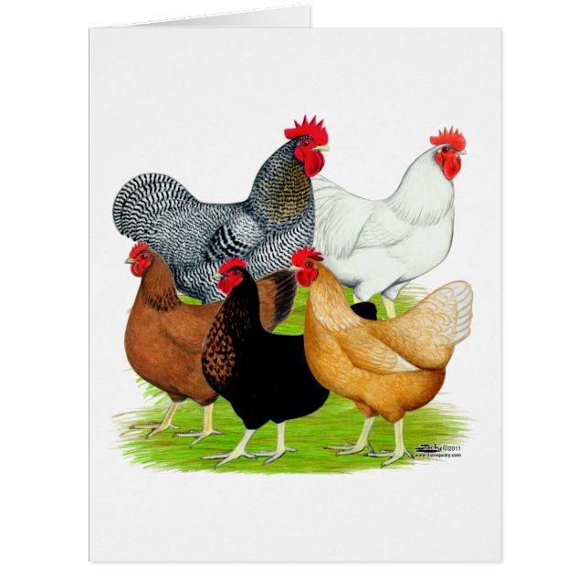 セックスで結ばれたニワトリ (正面)