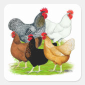 セックスで結ばれたニワトリ スクエアシール (正面)