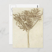 セッジ.jpg byレオナルド・ダ・ヴィンチ ポストカード (正面/裏面)