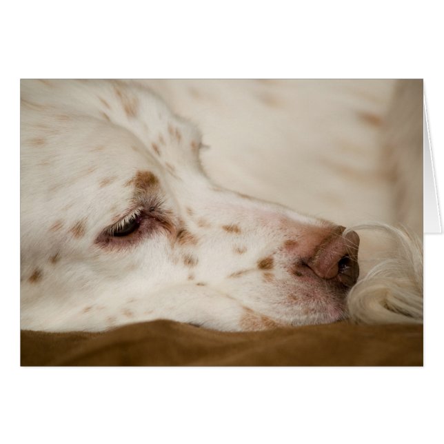 セッターの禅 (正面横)