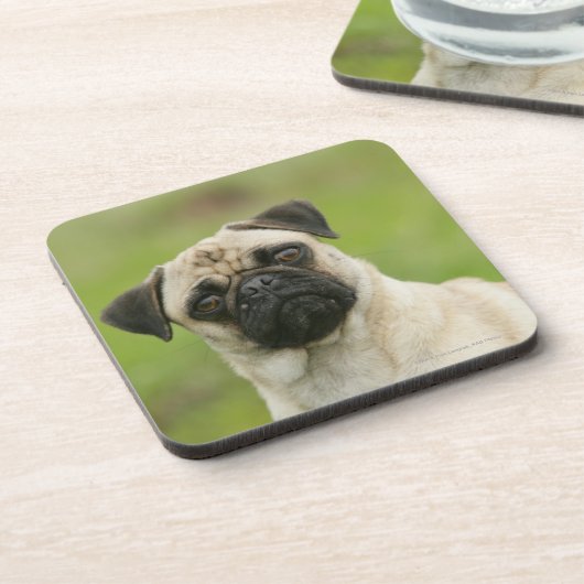 セットされるパグの頭部カメラを見ます コースター (左側)